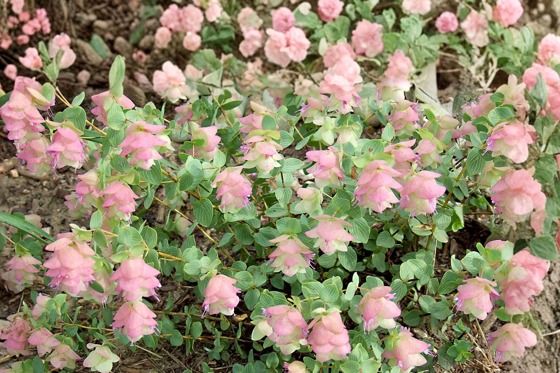 Cascading Ornamental Oregano Plant - Origanum Kirigami - Trailing Hanging Basket - Drought Tolerant, Pollinator Friendly