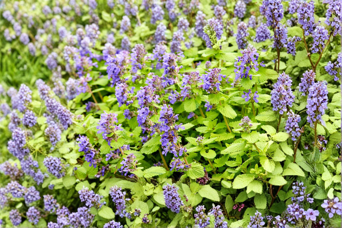 Nepeta ‘Little Titch’ Catmint Plant - Dwarf Blue Flowering Perennial - Drought Tolerant & Deer Resistant - Nepeta racemosa