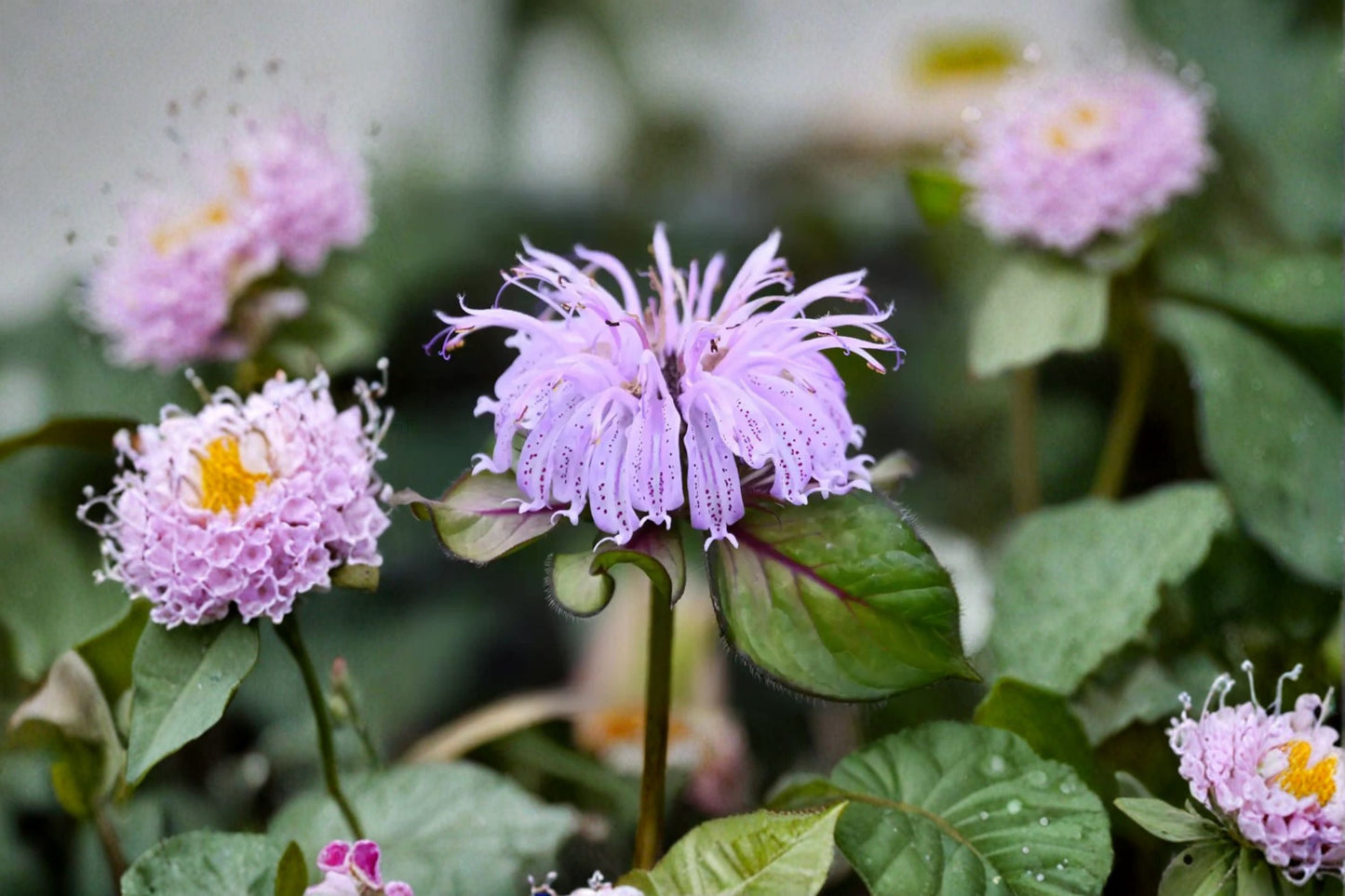Monarda 'Midnight Oil' Bee Balm - 1 Gallon - Early Blooming Pink Flowers - Native Pollinator Plant - Monarda bradburiana