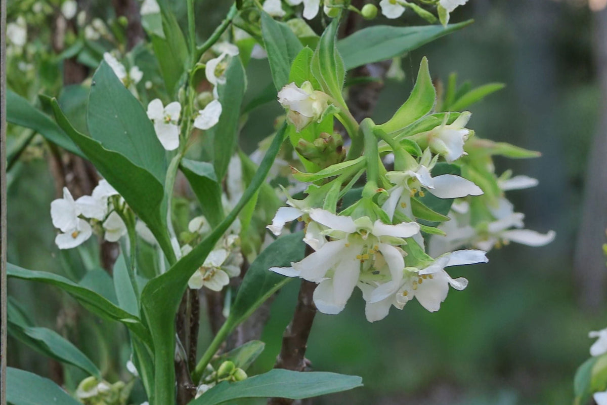 Oemleria cerasiformis Plant – 1 Gallon Indian Plum (Osoberry) – Early Blooming Native Shrub for Wildlife & Pollinator Garden