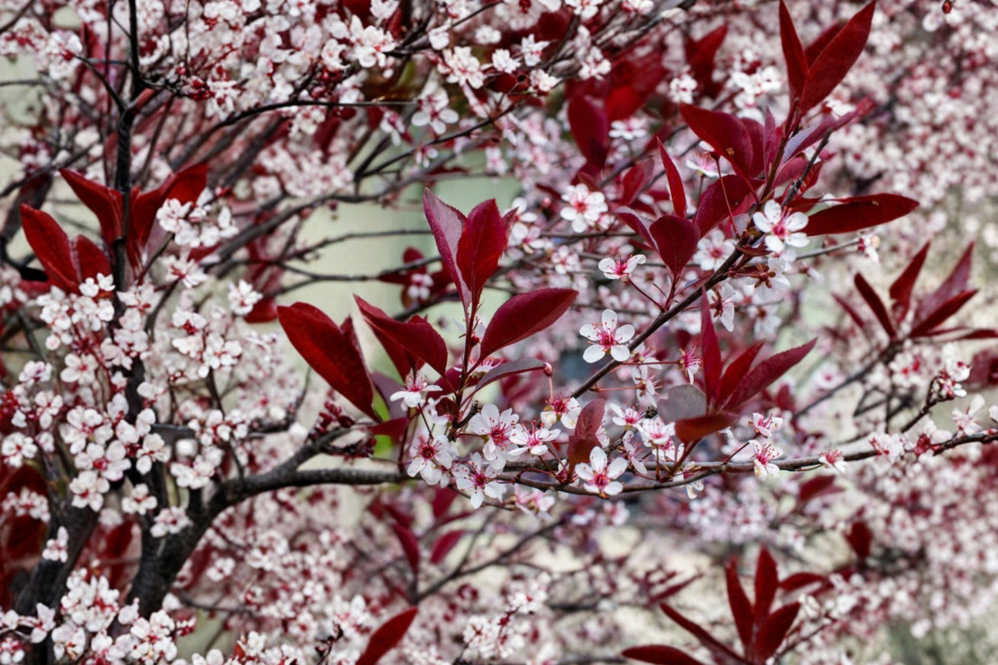 Purple Leaf Sand Cherry Shrub - 4.5” Burgundy Foliage Plant - Edible Fruit - Prunus × cistena - Flowering Hedge & Privacy Screen