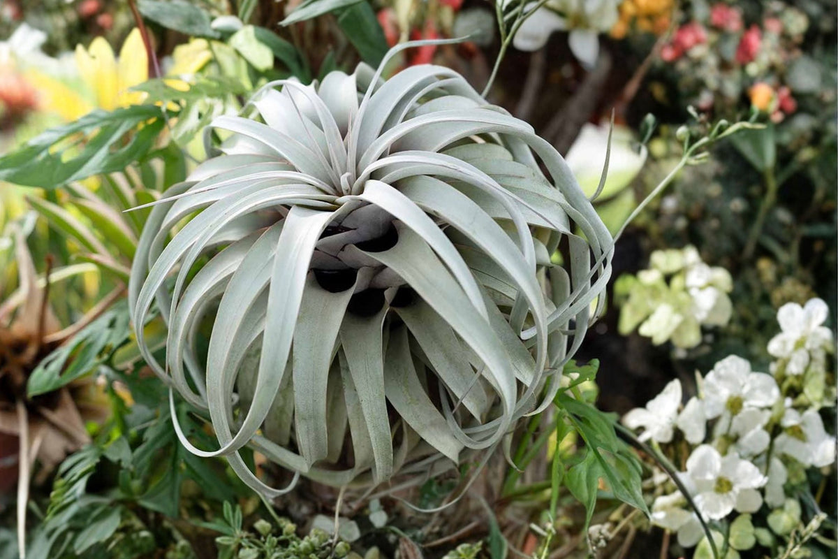 Giant Tillandsia Air Plants - Large Live Air Plants (Pack of 2) - Tropical Tillandsia - Easy Care Indoor Houseplants