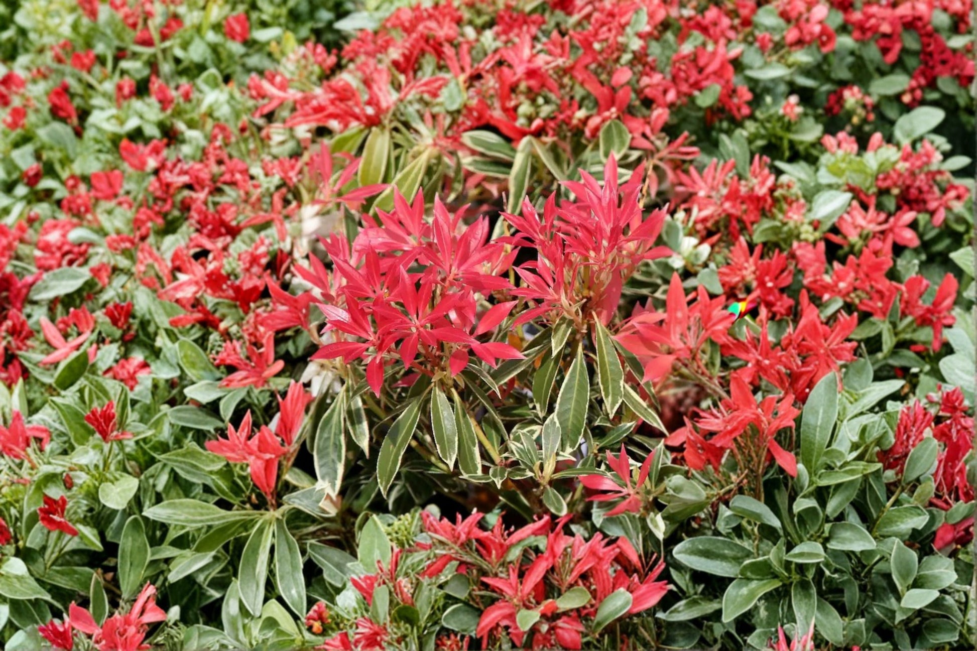 Pieris japonica ‘Flaming Silver’ Evergreen Shrub - 1 Gallon Live Plant - Variegated Foliage & Red New Growth - Andromeda