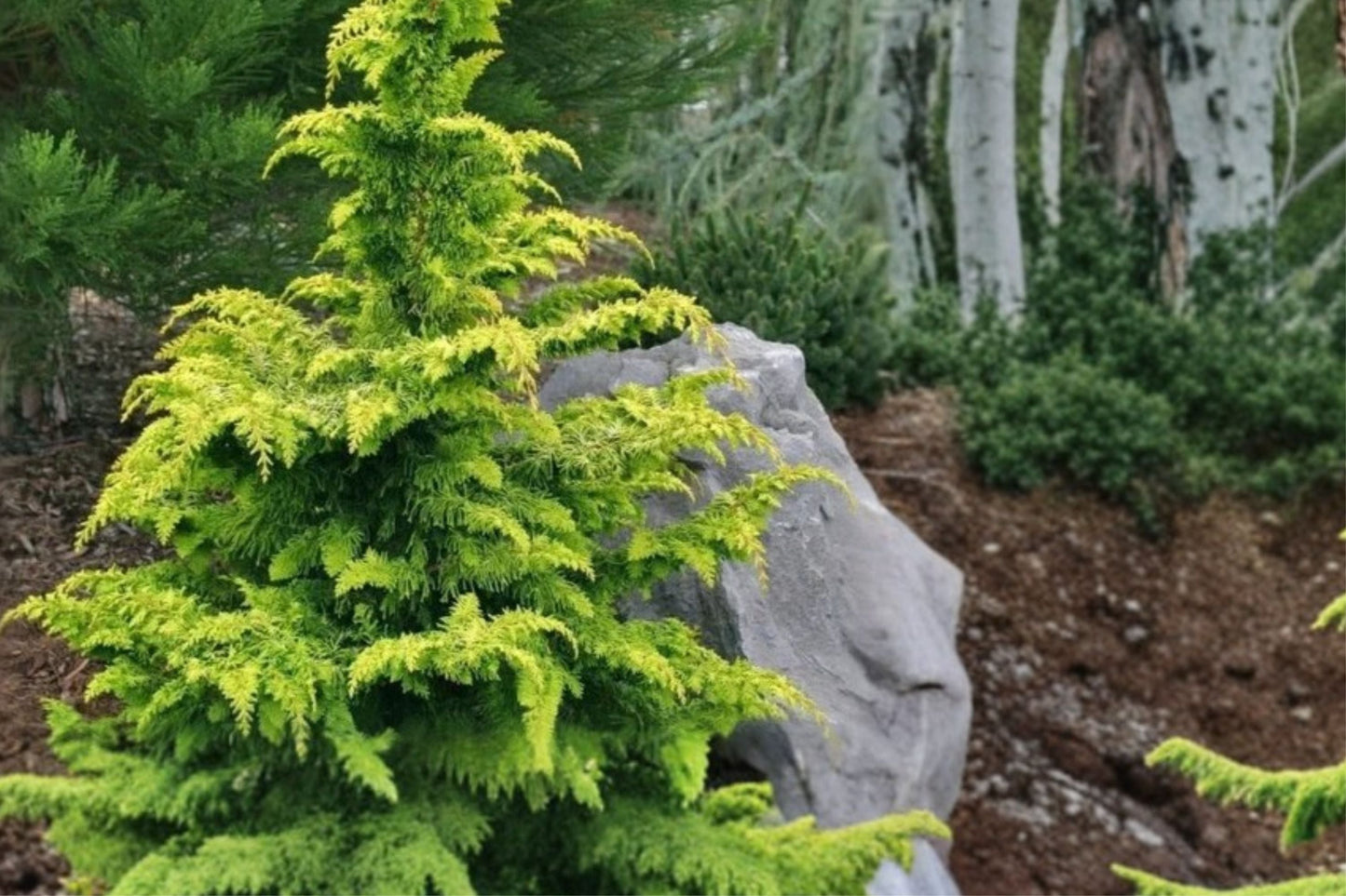 Golden Hinoki Cypress Plant - 4” Pot - Chamaecyparis obtusa ‘Crippsii’ - Evergreen Conifer - Yellow Foliage for Japanese Gardens