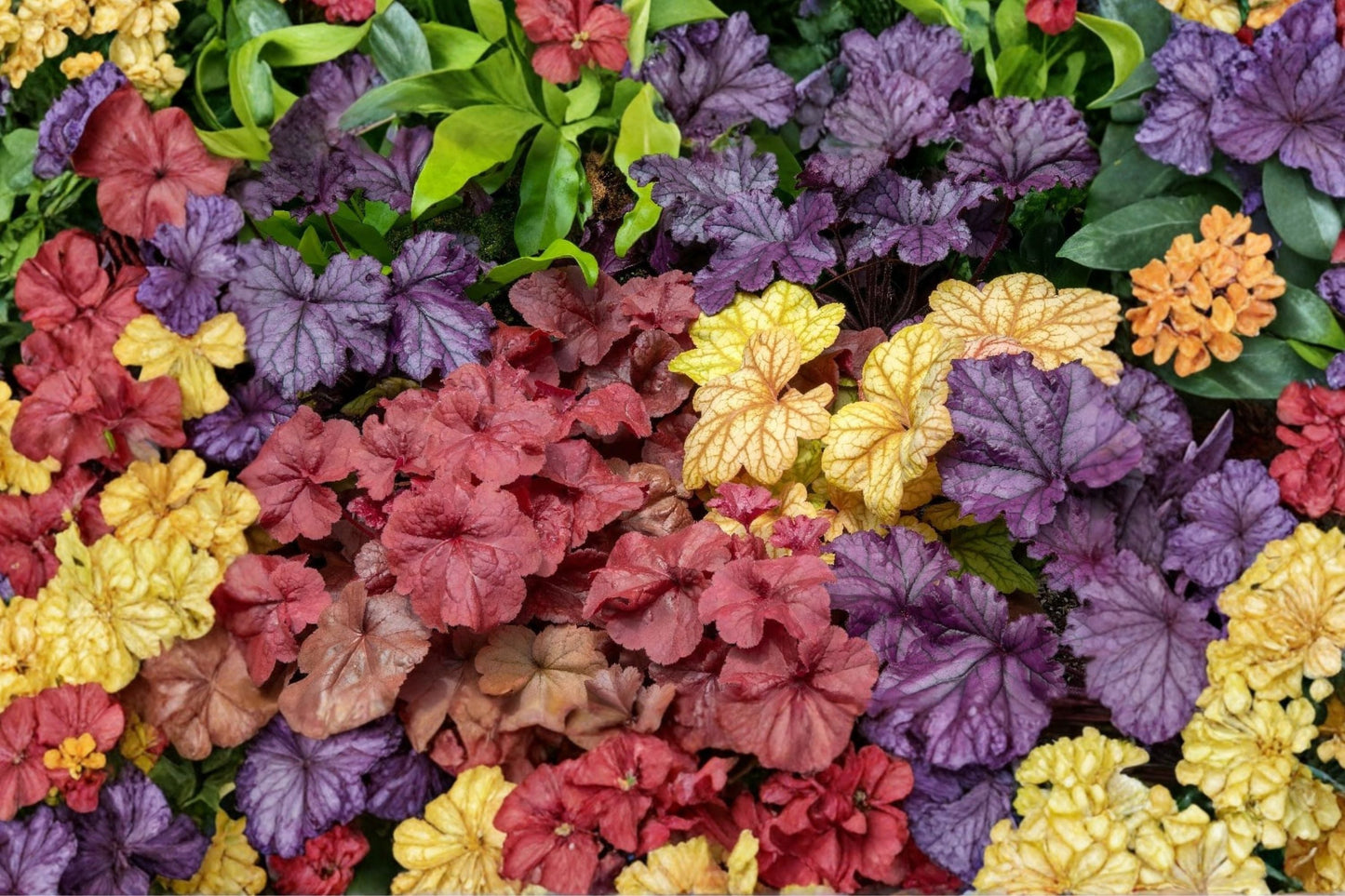 Heuchera Mixed Plugs 3 Pack - Assorted Coral Bells Perennial Starter Plants - Heuchera spp. for Shade Gardens