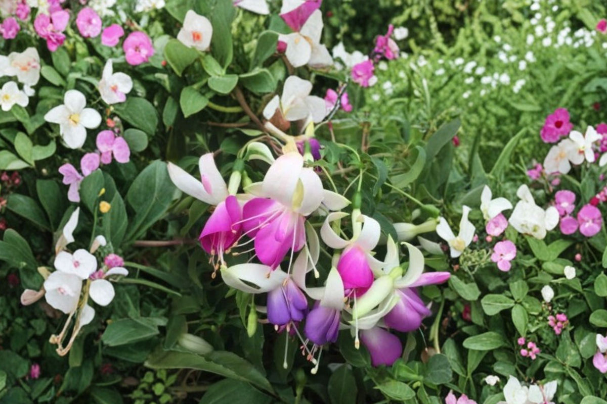 Hardy Fuchsia Plant 1 Gallon Fuchsia ‘Checkerboard’ Red & White Flowers Hummingbird Garden Plant Fuchsia magellanica