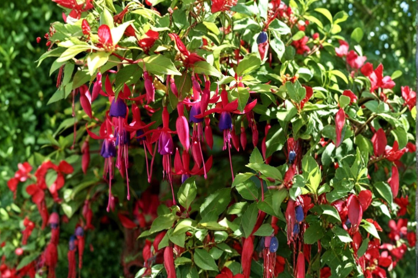 Hardy Fuchsia Plant - 1 Gallon - Whiteknight’s Amethyst - Purple & Pink Flowers - Fuchsia ‘Whiteknight’s Amethyst’ - Hummingbird Attractant