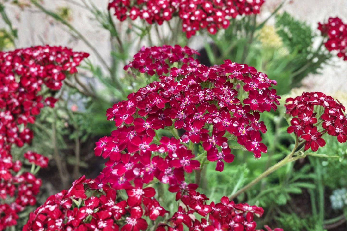 Achillea ‘Summerwine’ Yarrow - Burgundy Pink Perennial - Drought Tolerant Pollinator Plant - 3.5” Pot Live Plant - Achillea millefolium