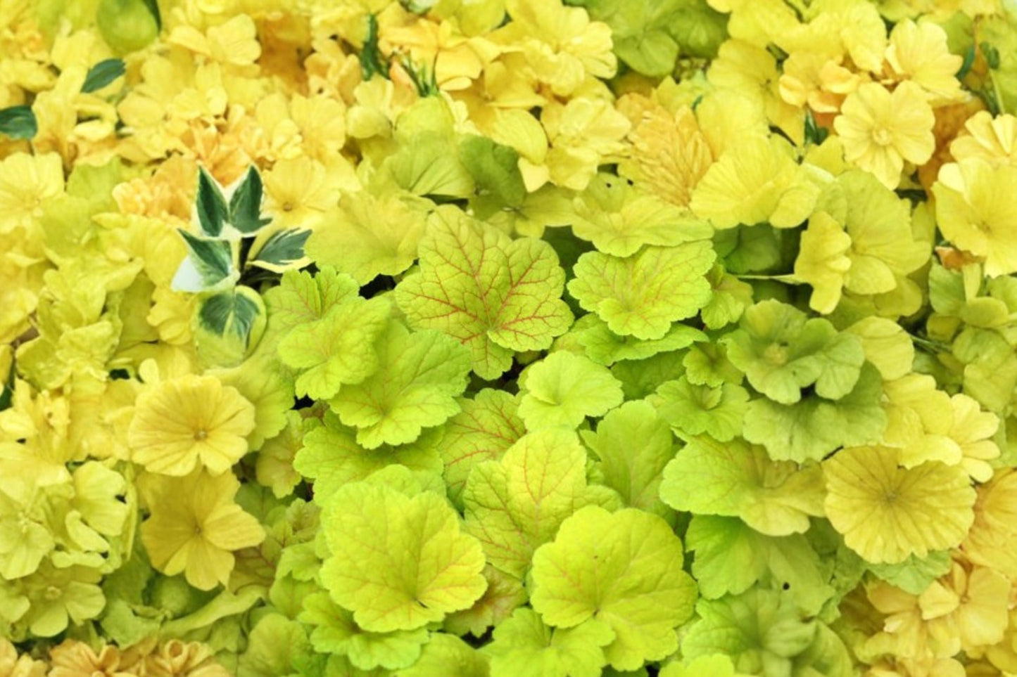 Heuchera ‘Electric Lime’ Plug - Coral Bells Starter Plant - Lime Green Foliage - Shade Perennial - Heuchera spp.