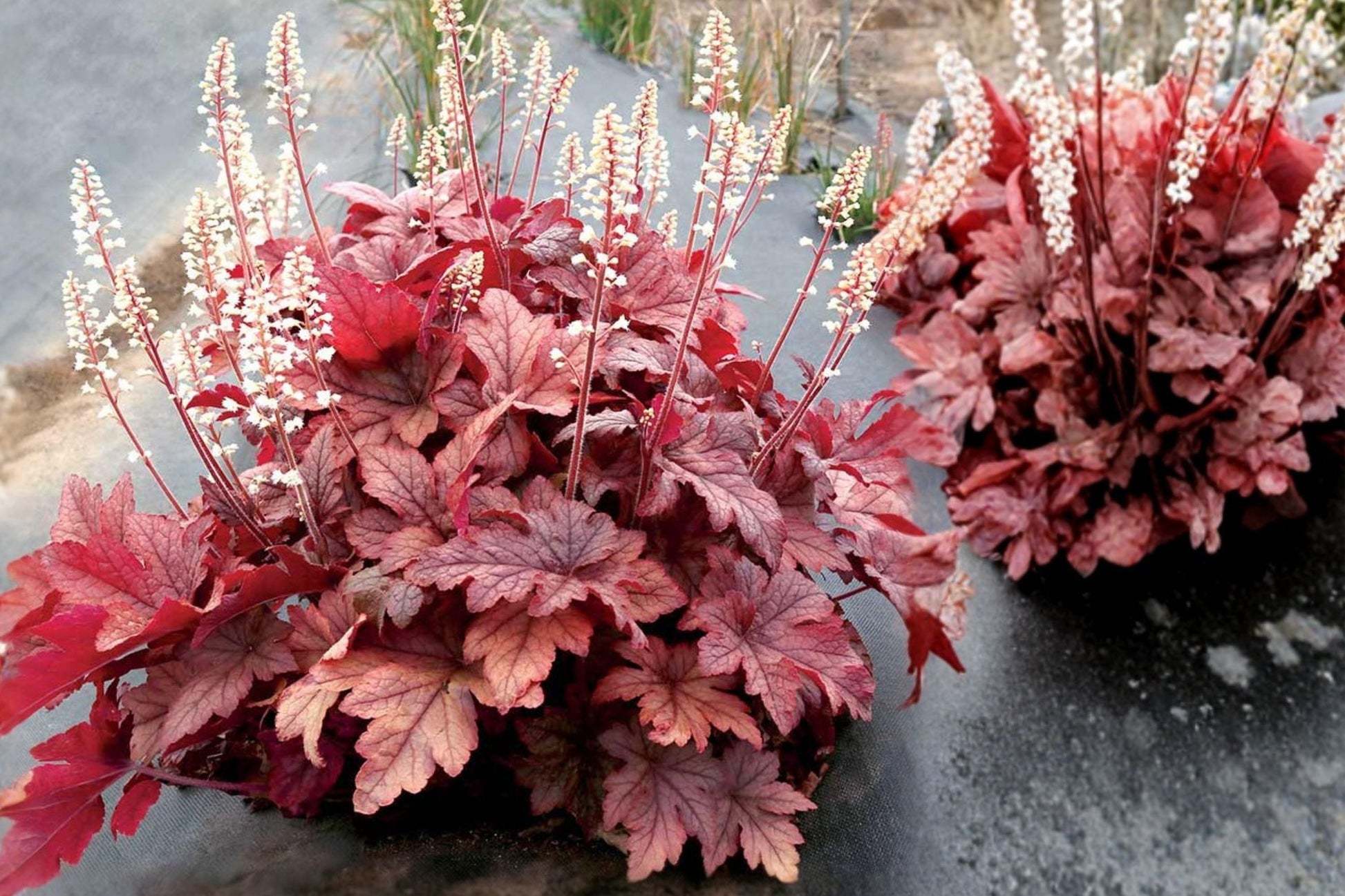 Heucherella ‘Peach Tea’ Plug - Peach Foamy Bells - Shade Perennial - Color Changing Foliage - Starter Plant - Heucherella