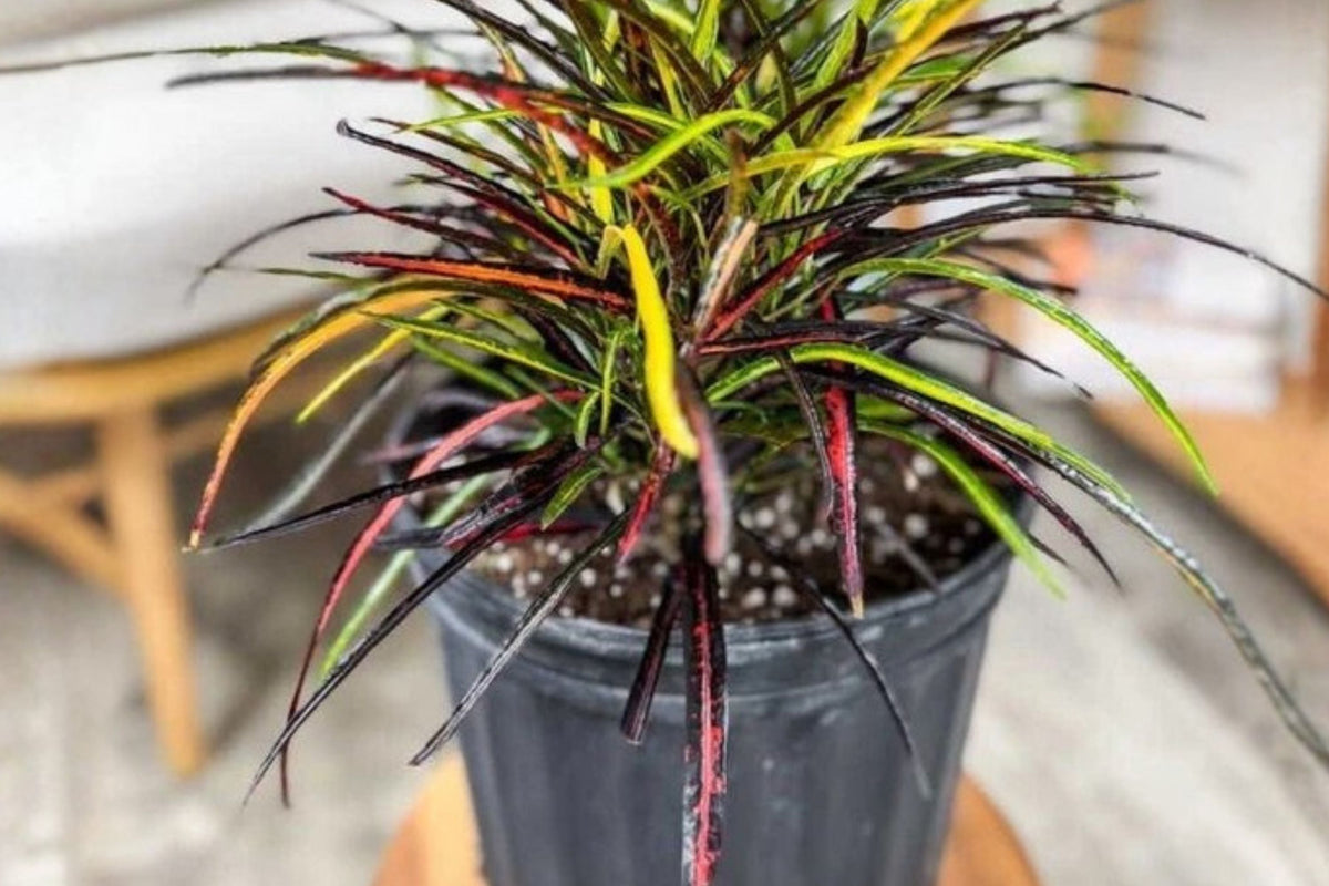 Live Croton Zanzibar Plant - Pack of 2 - Colorful Tropical Houseplant - Codiaeum Variegatum - Vibrant Foliage for Indoors