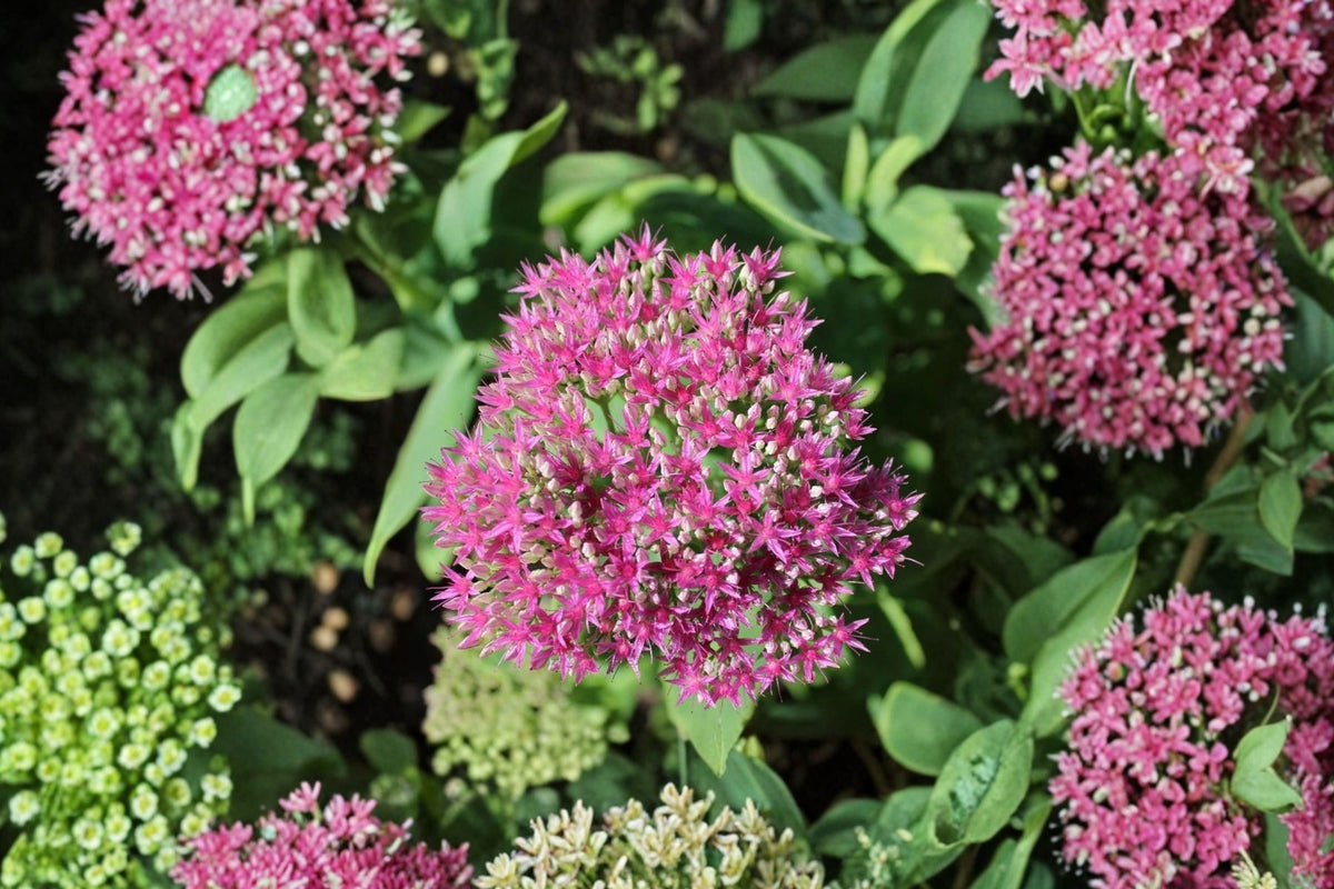 Sedum ‘Cherry Fizz’ Plug - Upright Stonecrop - Pink Fall Blooms - Drought Tolerant Perennial - Starter Succulent Plant