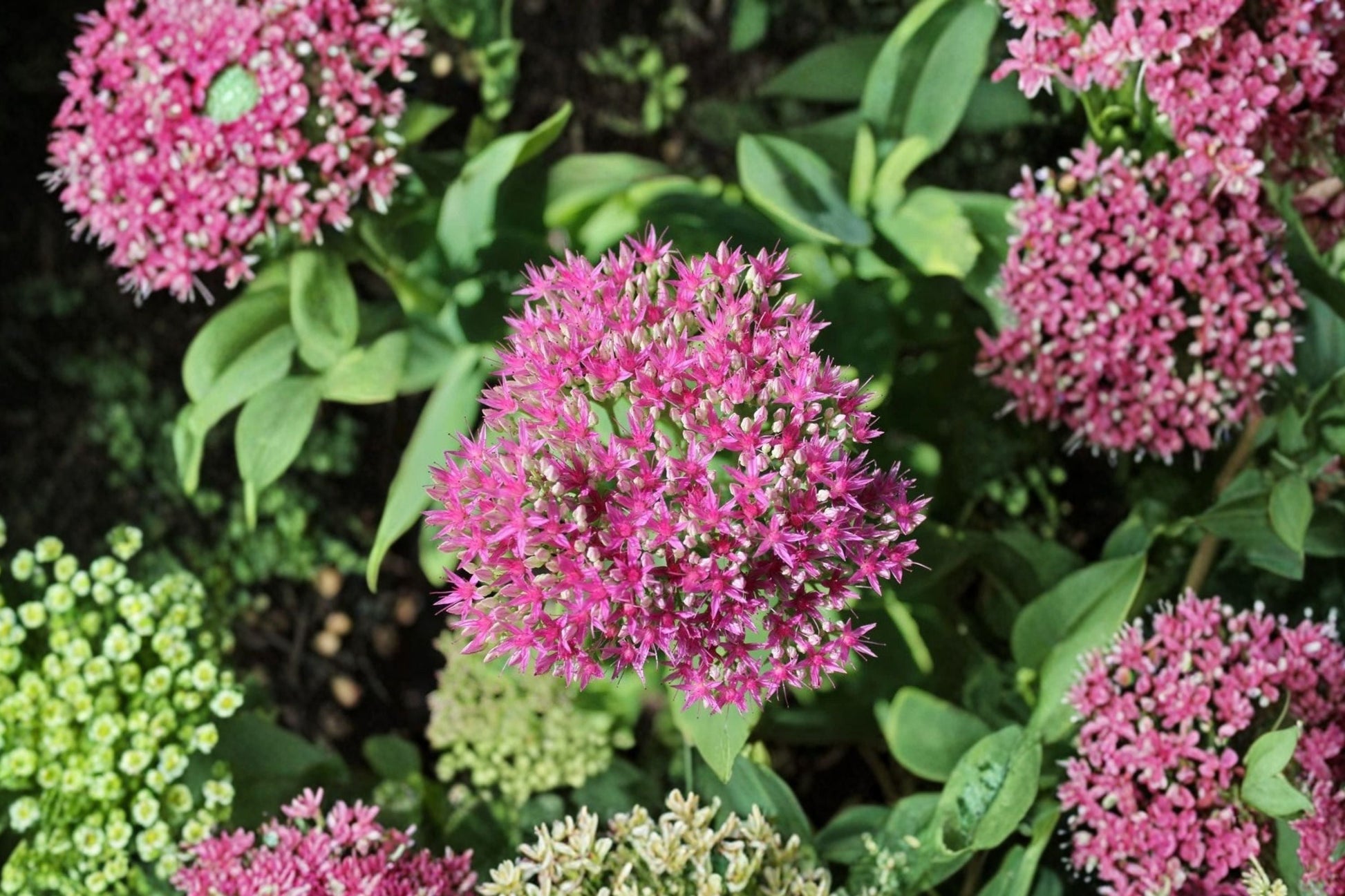 Sedum ‘Cherry Fizz’ Plug - Upright Stonecrop - Pink Fall Blooms - Drought Tolerant Perennial - Starter Succulent Plant