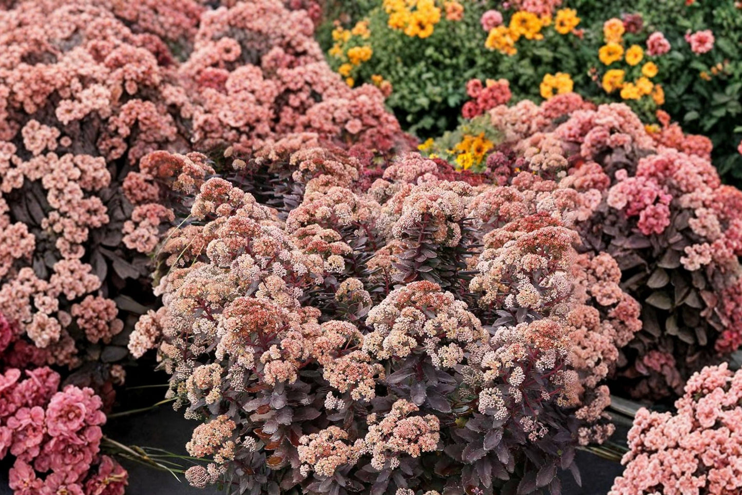Sedum ‘Mocha Magic’ Plug - Drought Tolerant Tall Upright Stonecrop - Chocolate Foliage - Fall Blooming Perennial - Sedum spp.