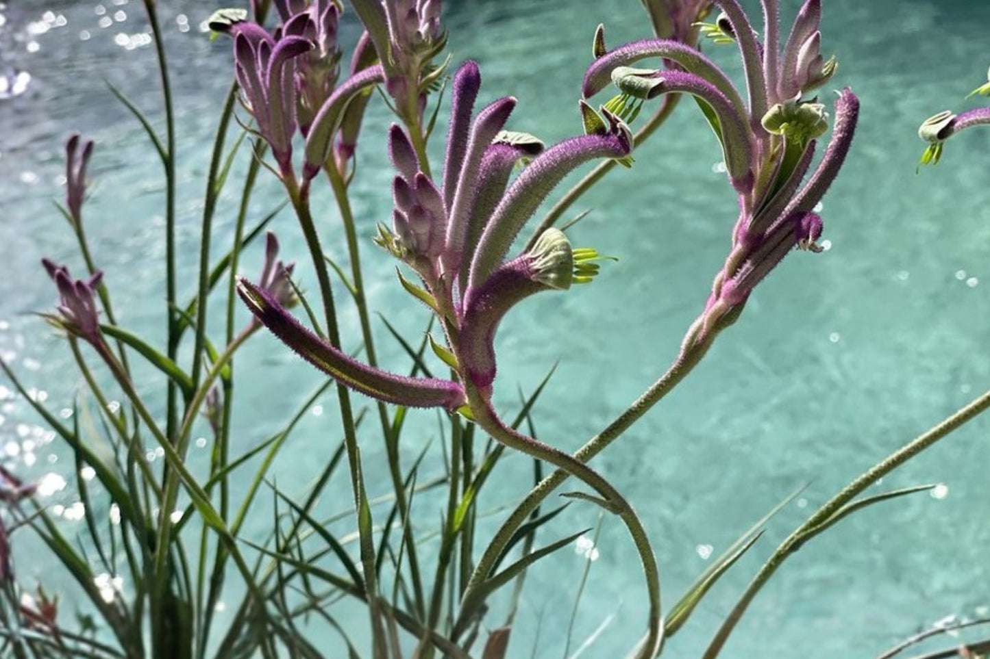 Kangaroo Paw Plant Plug - Anigozanthos ‘Carnivale’ - Exotic Purple Flowers - Drought Tolerant Perennial - Starter Plant