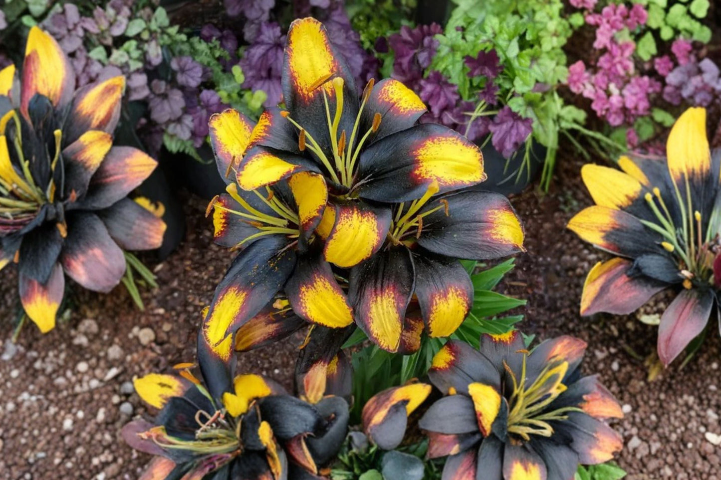Dwarf Asiatic Lily Bulb - Lilium ‘Tiny Massive’ - Yellow & Burgundy Blooms - Compact Perennial for Containers