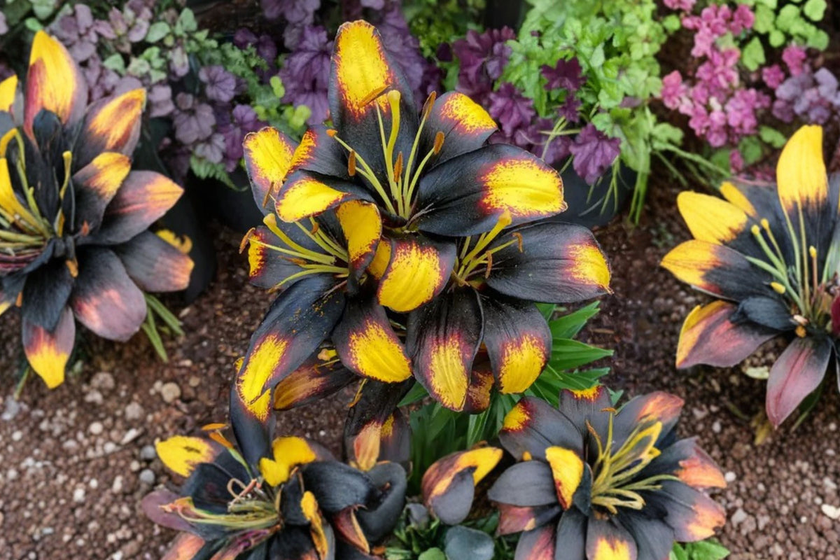Dwarf Asiatic Lily Bulb - Lilium ‘Tiny Massive’ - Yellow & Burgundy Blooms - Compact Perennial for Containers