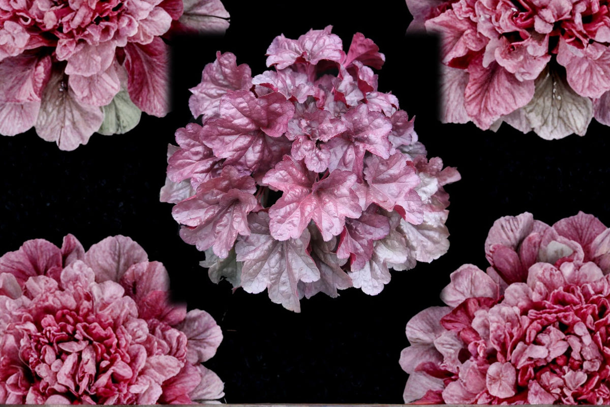 Heuchera ‘Iridescent’ Plug - Coral Bells Starter Plant - Color Changing Foliage - Pink Silver Leaves - Semi-Evergreen Perennial