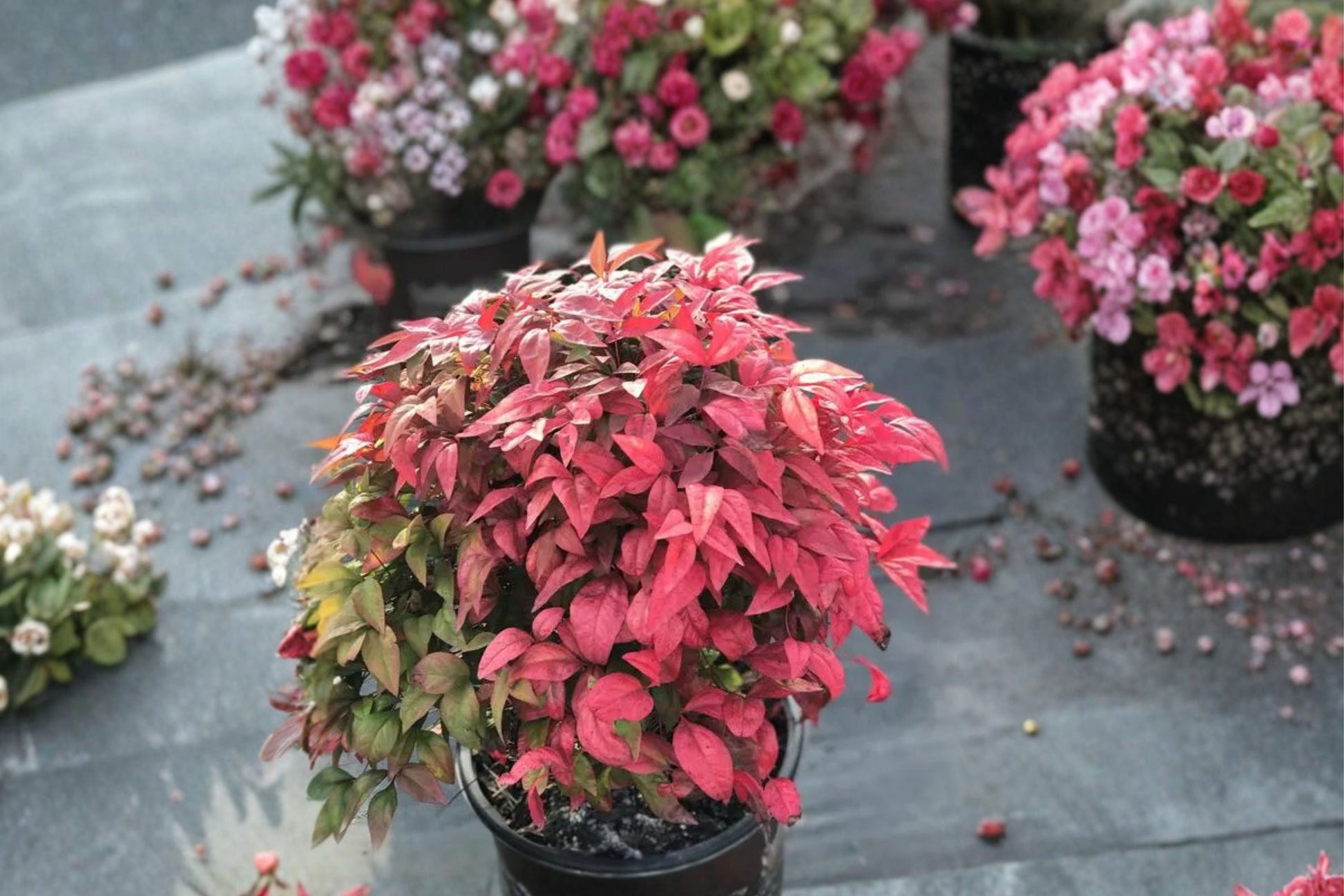 Dwarf Heavenly Bamboo Plant - 1 Gallon Nandina ‘Blush Pink’ - Non-Invasive Evergreen Shrub - Compact Red Foliage - Nandina domestica