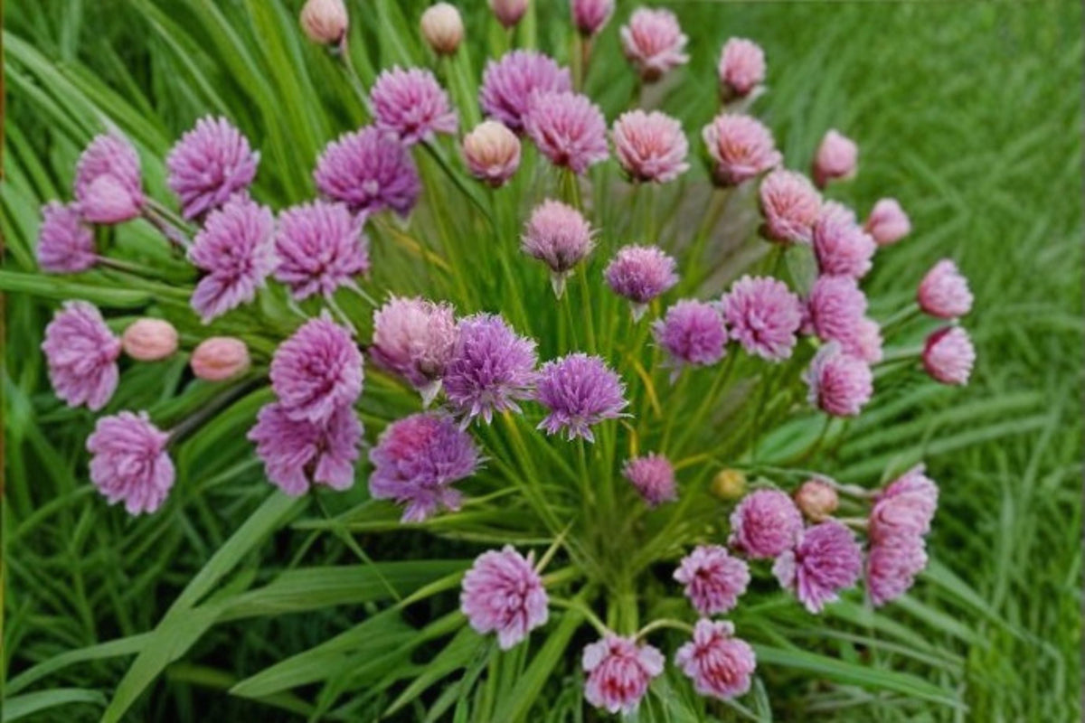 Chives Seeds - 100 Non-GMO Perennial Herb - Edible Flowers - Allium schoenoprasum - Culinary Garden Plant - Pollinator Friendly