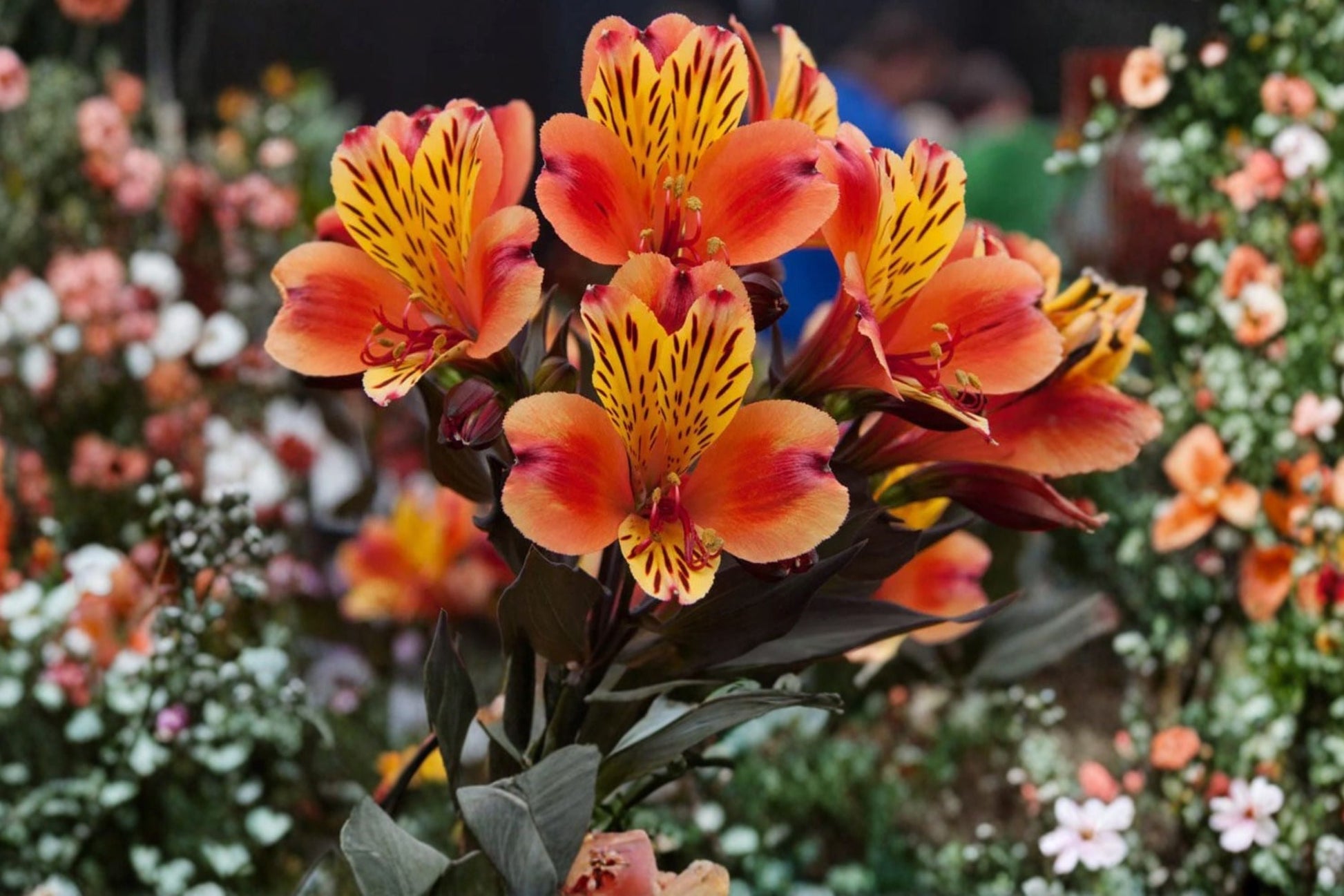 Alstroemeria 'Indian Summer' Live Plant - 4.5" Pot - Orange Yellow Peruvian Lily with Bronze Foliage - Long Blooming Perennial