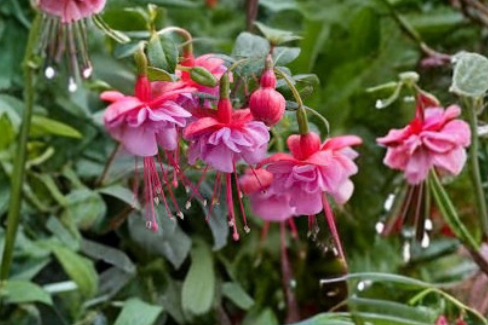 Hardy Fuchsia Plant 1 Gallon Fuchsia 'Shelford' Pink & White Flowers Hummingbird Plant Shade Flowering Shrub