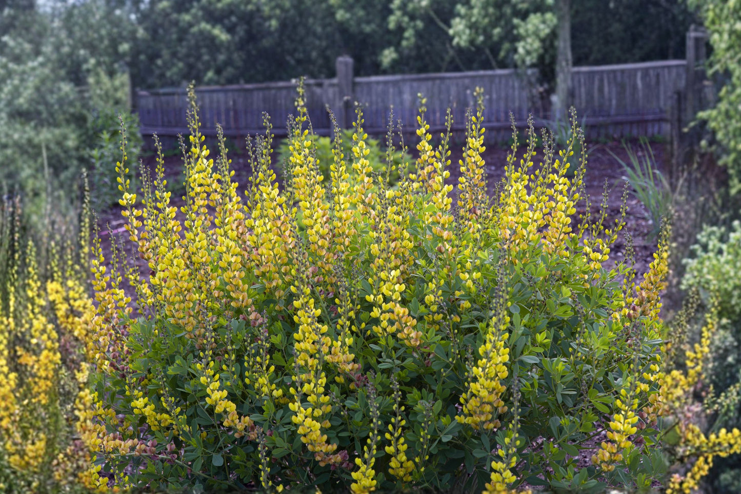 Baptisia ‘Solar Flare’ Plant - 1 Gallon Live False Indigo - Yellow Orange Purple Blooms - Drought Tolerant Perennial - Pollinator Friendly