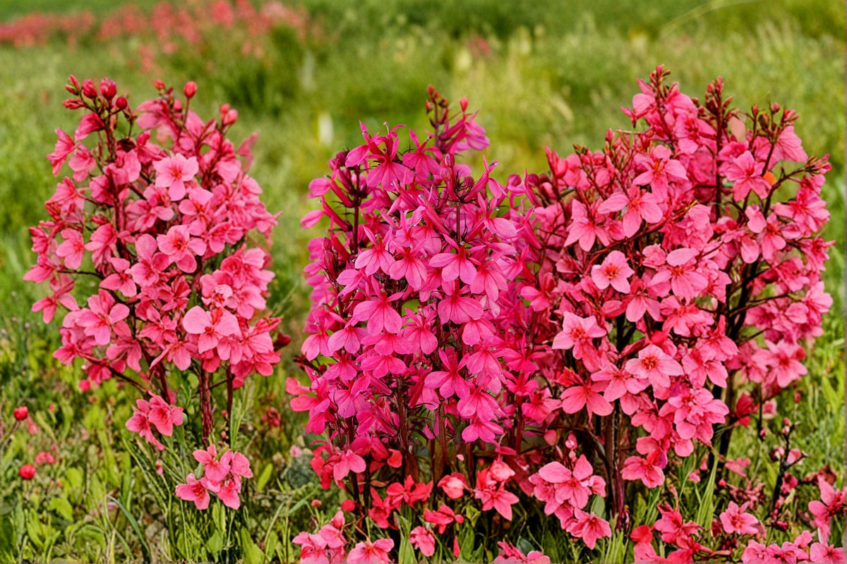 Lobelia ‘Starship Rose’ Plant - 4" Pink Flower Spikes - Hummingbird Attracting Perennial - Lobelia x speciosa