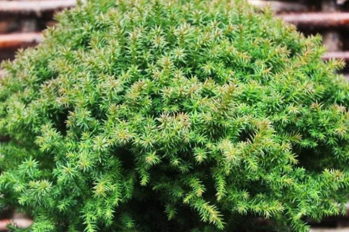 Dwarf Japanese Cedar Plant 4” Pot - Compact Evergreen Shrub - Cryptomeria japonica ‘Vilmoriniana’ - Winter Color Transformations