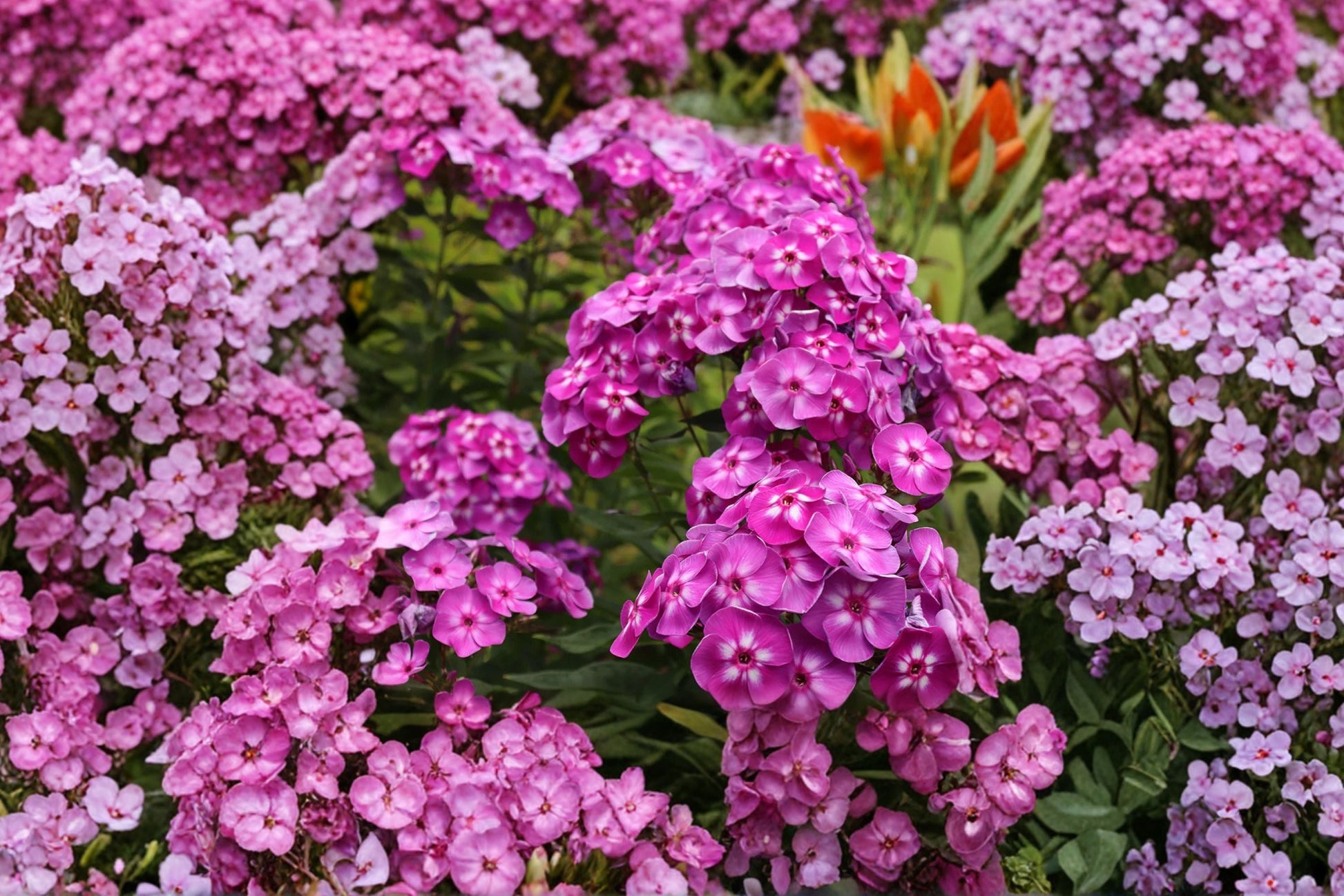 Tall Garden Phlox - 1 Gallon Live Plant - Fragrant Purple Flowers - Phlox paniculata ‘Laura’ - Pollinator Perennial Plant