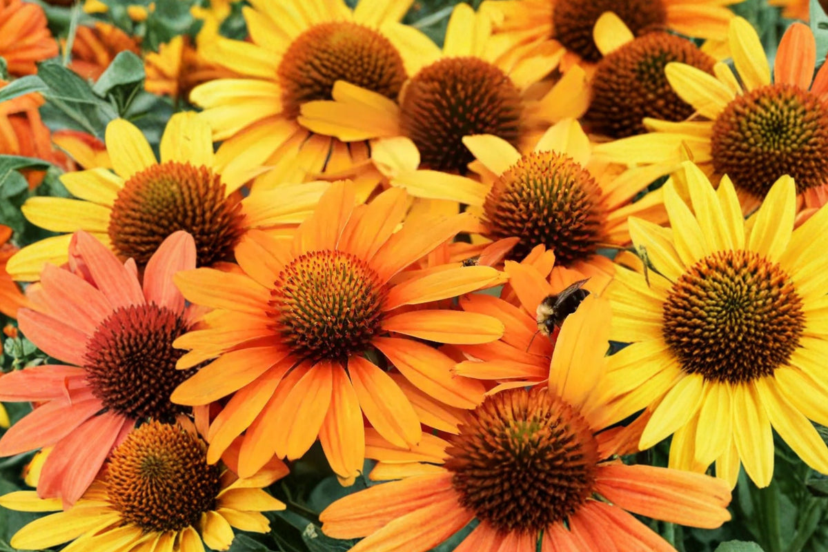 Echinacea 'PRIMA Saffron' Yellow Coneflower Plant | Compact Pollinator Perennial | Drought Tolerant | Plug Starter Plant
