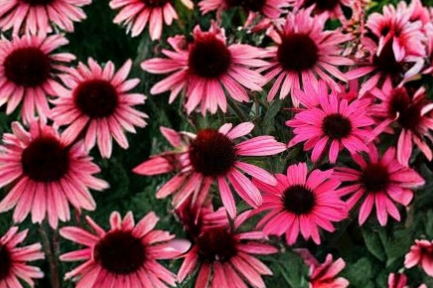 Echinacea ‘Mystic’ DARK SHADOWS™ Pink Coneflower Plant | Live Pollinator Perennial | Drought Tolerant | Butterfly Garden Plug