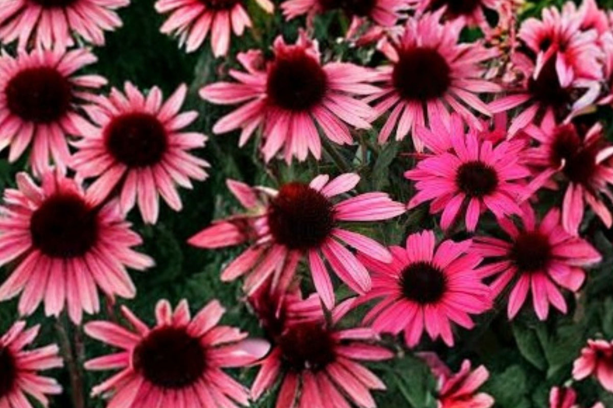 Echinacea ‘Mystic’ DARK SHADOWS™ Pink Coneflower Plant | Live Pollinator Perennial | Drought Tolerant | Butterfly Garden Plug