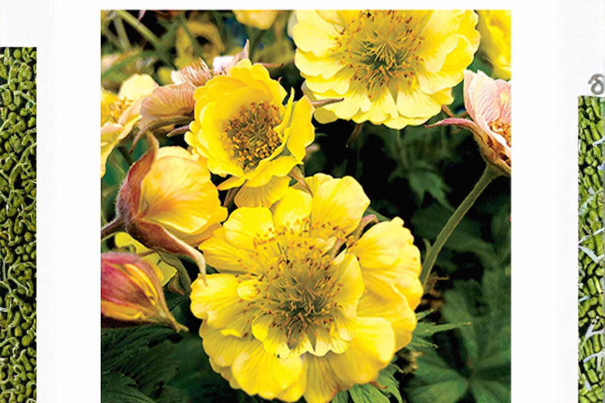 Geum ‘Tempo Yellow’ Plant | Double Flower Perennial | Pollinator-Friendly | Geum coccineum | Live Plug or Potted Plant