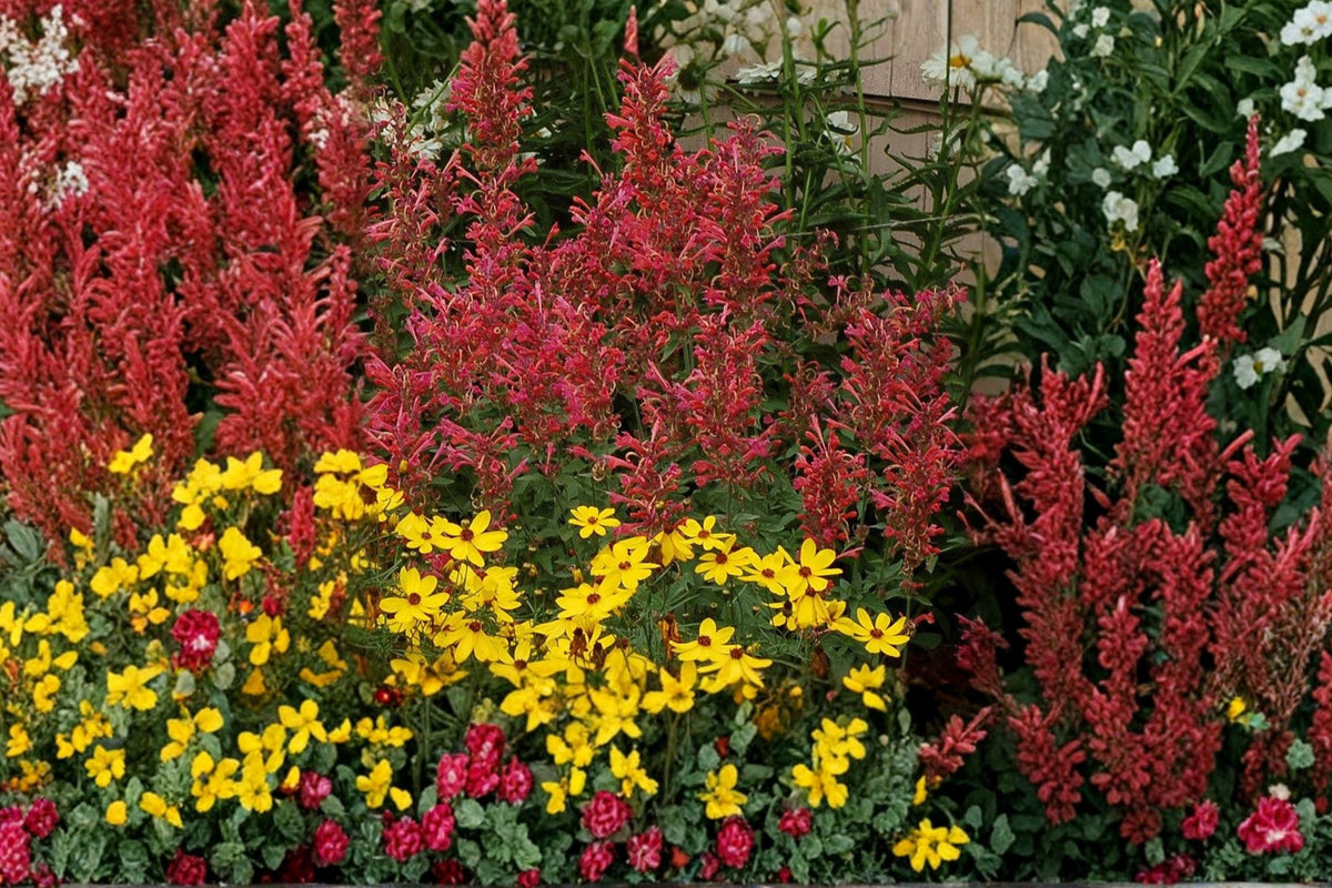 Agastache 'Kudos Coral' Plug Plant | Coral Hummingbird Mint | Drought Tolerant Perennial | Pollinator Friendly