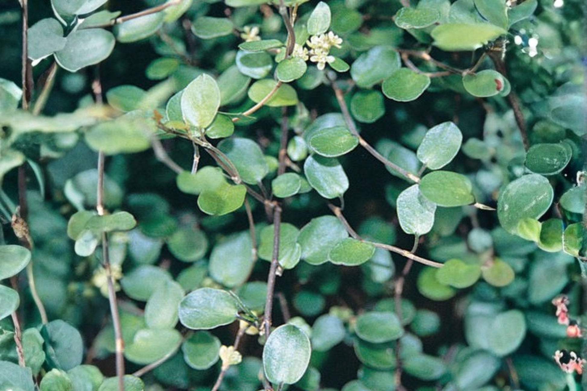 Wire Vine Plant Live | Muehlenbeckia axillaris | Trailing Groundcover | Creeping Wire Vine | Rock Garden Plant | 3.5” Pot