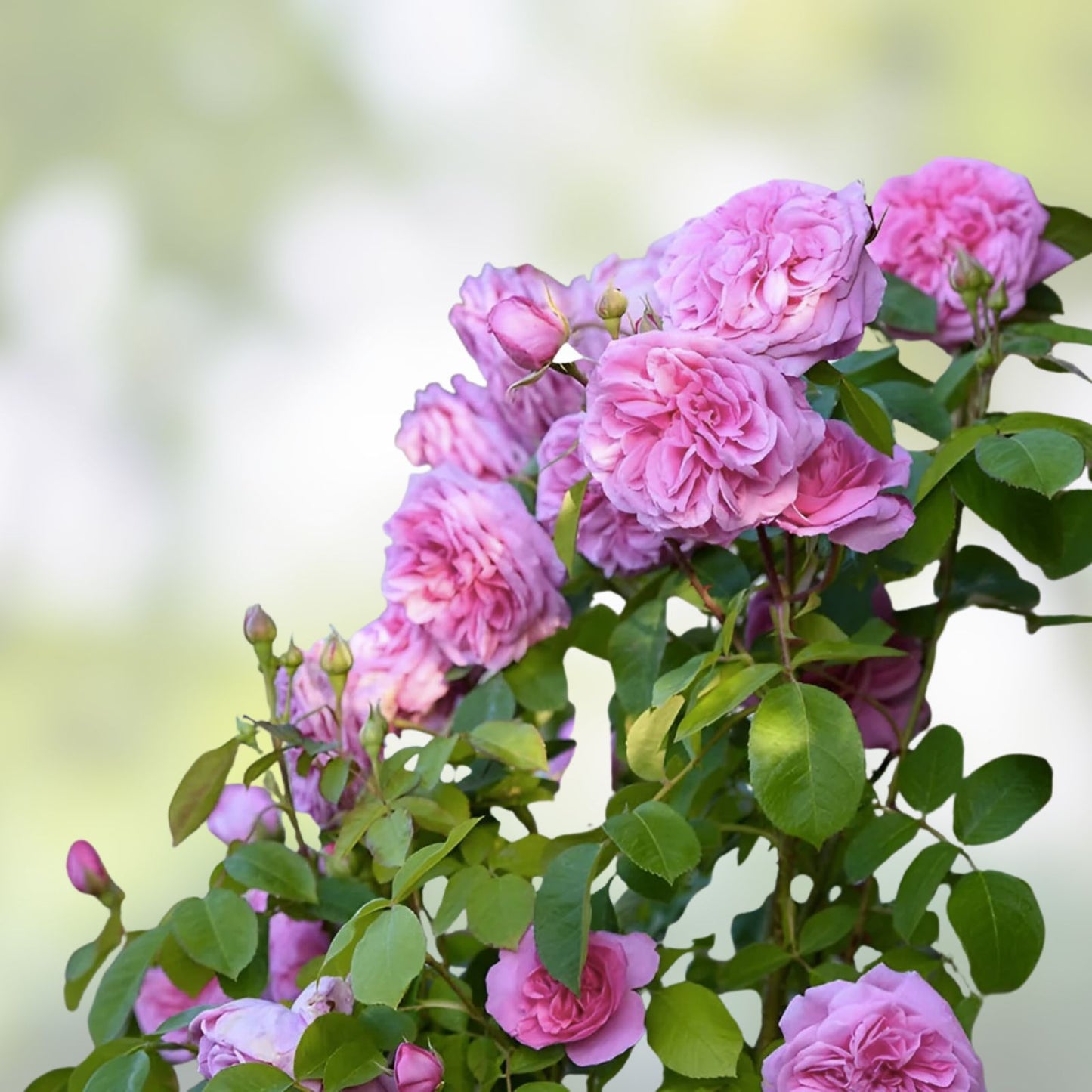 Orange Climbing Rose Seeds - 30 Pack - Rosa spp. - Flower Gardening Essentials for Garden Enthusiasts