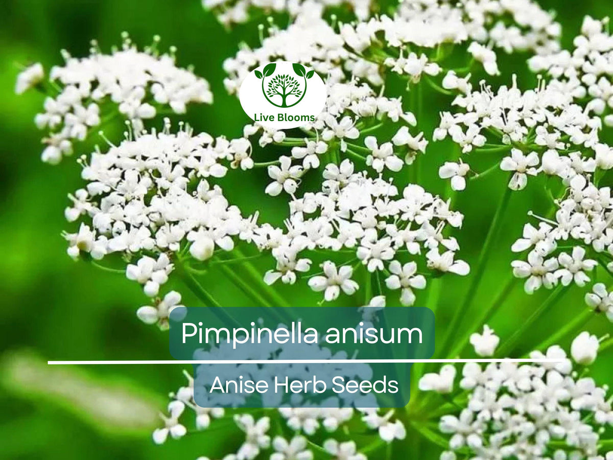 Anise Seeds 250 mg - Pimpinella anisum Herb for Planting, Aromatic Spice for Cooking & Teas, Easy to Grow in Gardens