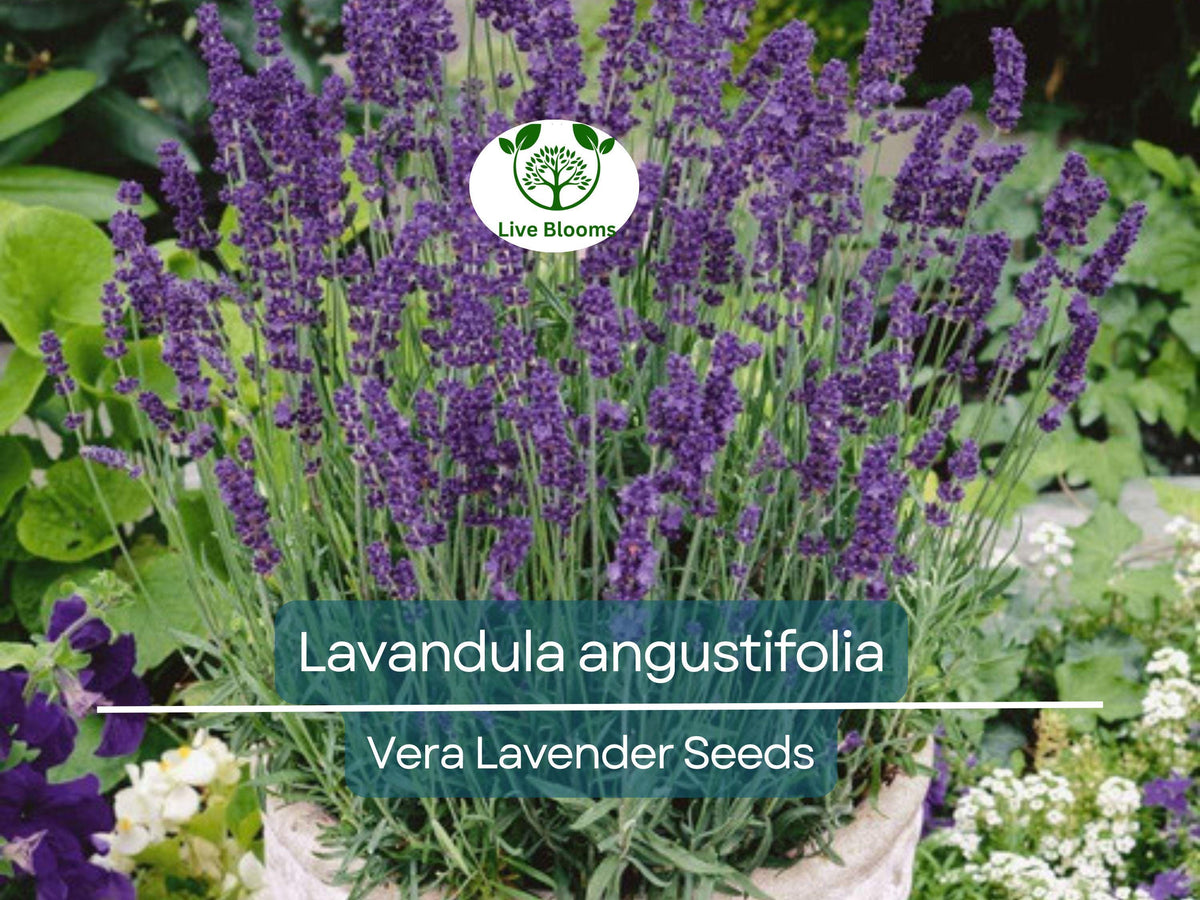 100 Seeds Vera Lavender - Non-GMO Heirloom Aromatic Herb - Lavandula angustifolia - Perfect for Organic Gardening & DIY Projects