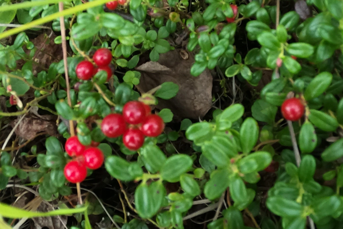 4 Live Lingonberry Plants, Bare Root Rhizomes, Edible Ground Cover, Vaccinium vitis-idaea - Hardy Red Berry Producers