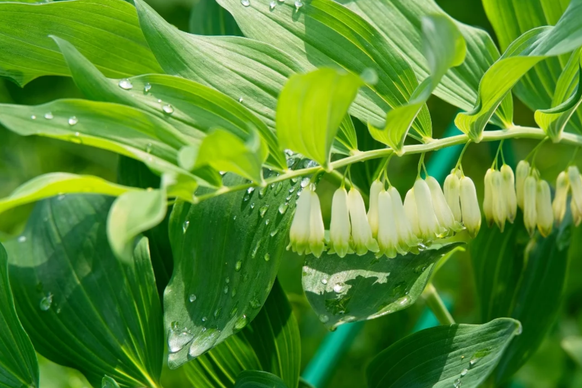 3 Bare Root True Solomon's Seal Plants, Shade-Loving Wildflowers, Polygonatum biflorum, Native Perennials for Woodland Gardens