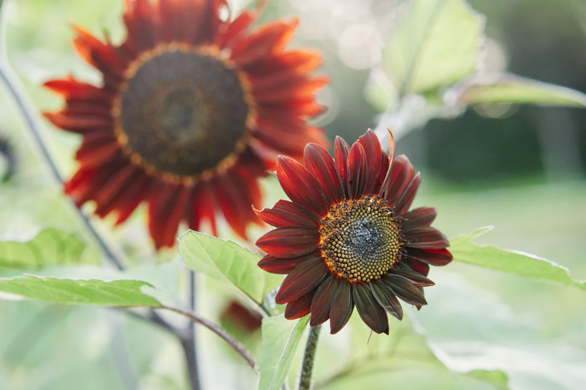 Chocolate Cherry Sunflower Seeds - 30+ Non-GMO Heirloom Seeds - Helianthus annuus - Vibrant Maroon Blooms for Garden