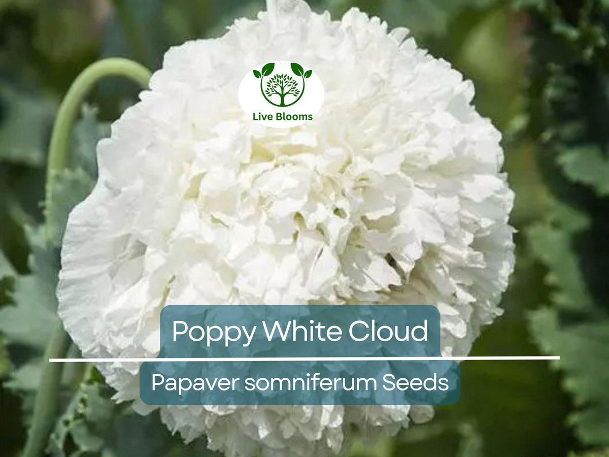 300 Seeds Poppy White Cloud, Peony Double Blooms, Non-GMO Papaver somniferum, Huge White Flowers for Garden Planting