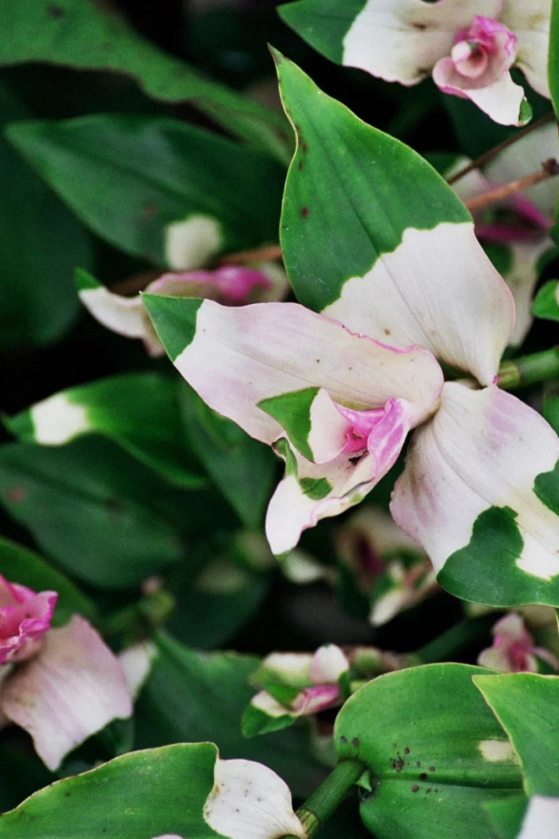 3 Tradescantia Blushing Bride Cuttings – Pink & White Variegated Unrooted Stems | Tradescantia fluminensis