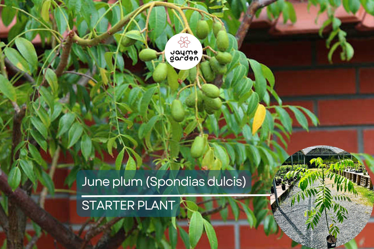 Christmas Cactus Starter Plant - Miss Shimano - Schlumbergera Truncata - Well-Rooted Indoor Cactus for Holiday Decor