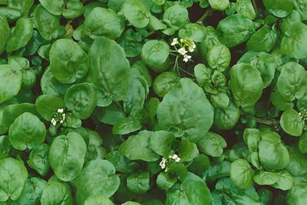 1000 Seeds Watercress Cress, Nutrient-Packed Aquatic Green, Nasturtium officinale for Salads and Garnishes