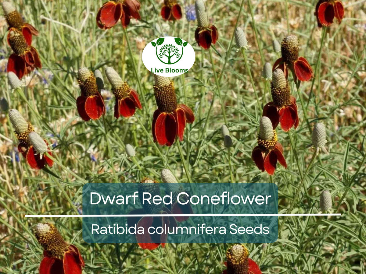 500 Seeds Dwarf Red Coneflower, Non-GMO Perennial Wildflower, Pollinator-Friendly, Ratibida columnifera