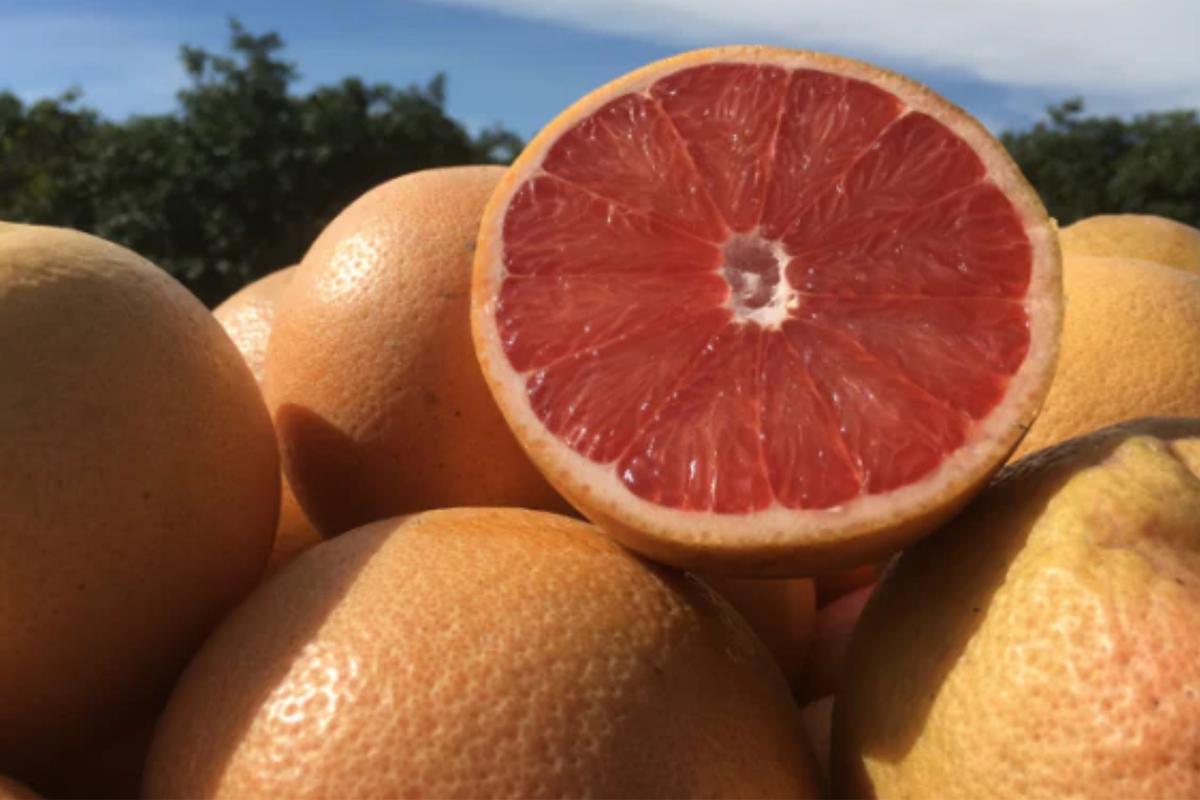 Star Ruby Grapefruit Seeds - Juicy Deep Red Citrus - Citrus paradisi 'Star Ruby' - High-Yield, Disease-Resistant Variety