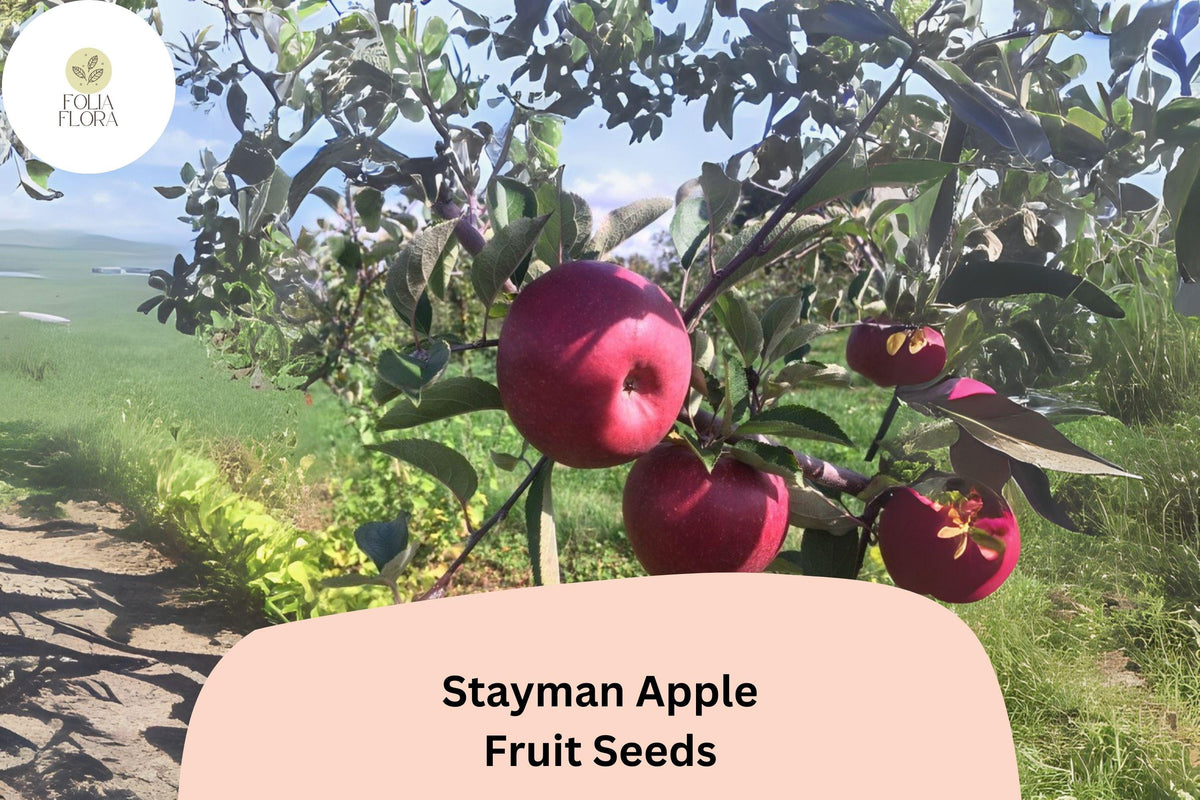 Christmas Cactus Starter Plant - Miss Shimano - Schlumbergera Truncata - Well-Rooted Indoor Cactus for Holiday Decor
