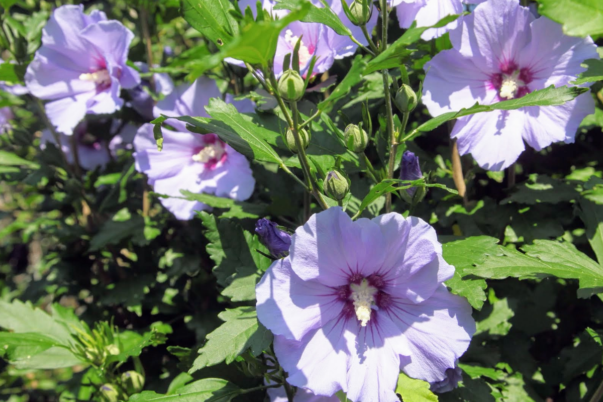 2 Bare Root Live Plants - Rose of Sharon Shrubs, Hibiscus syriacus, 10"-18" Foliage, Hardy, Pollinator-Friendly
